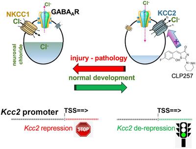 Long March Toward Safe and Effective Analgesia by Enhancing Gene Expression of Kcc2: First Steps Taken